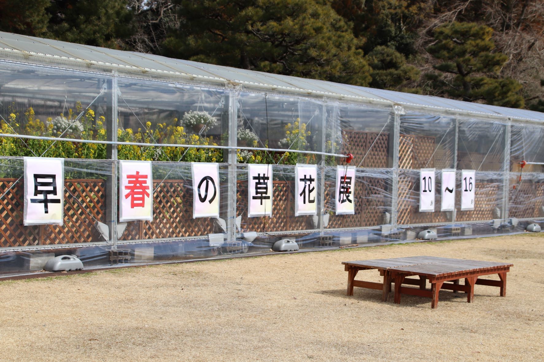 早春の草花展　京都府立植物園_e0048413_20133643.jpg