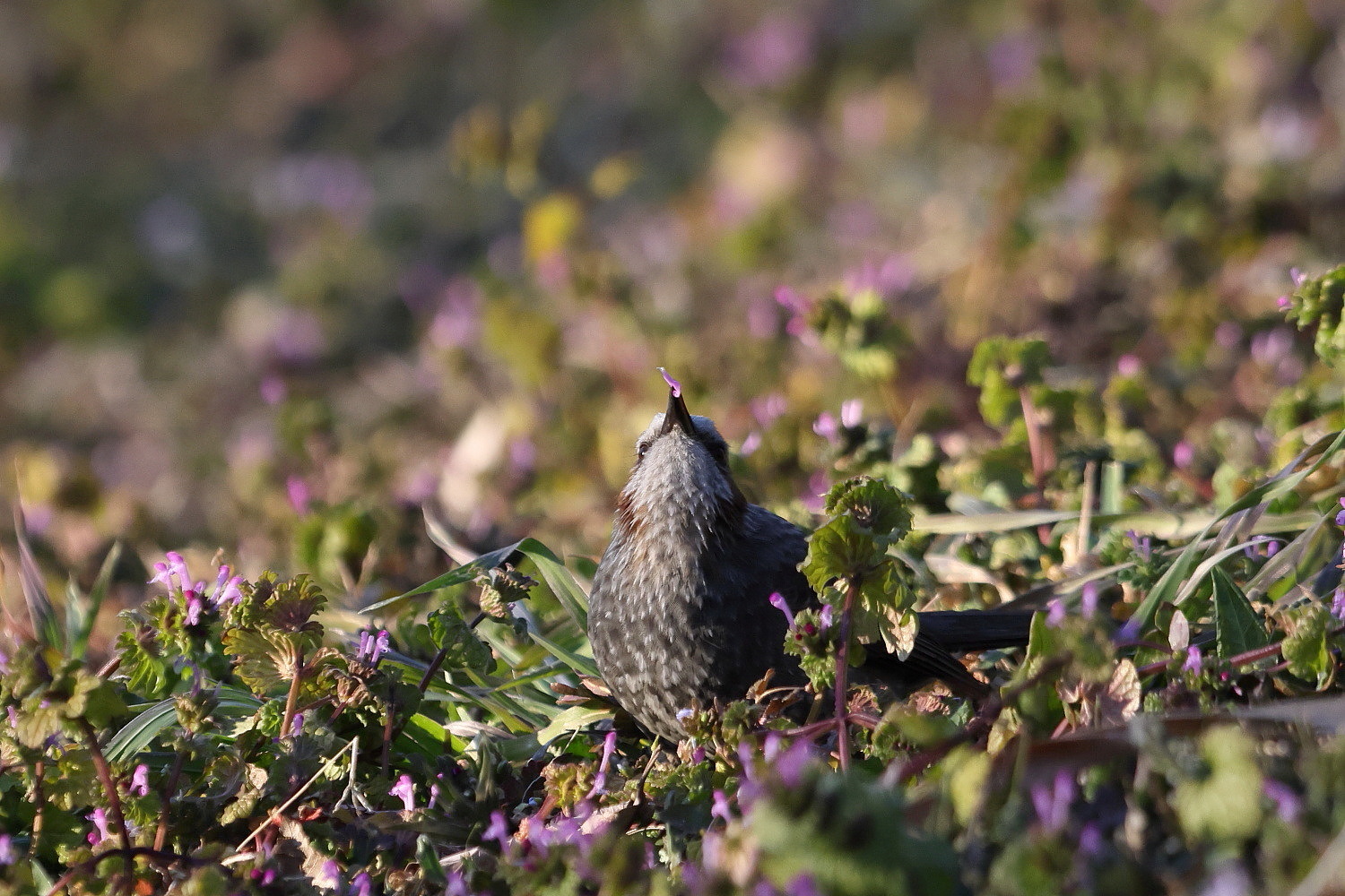 ヒヨドリ ホトケノザの花を パクパク_f0369315_11052258.jpg