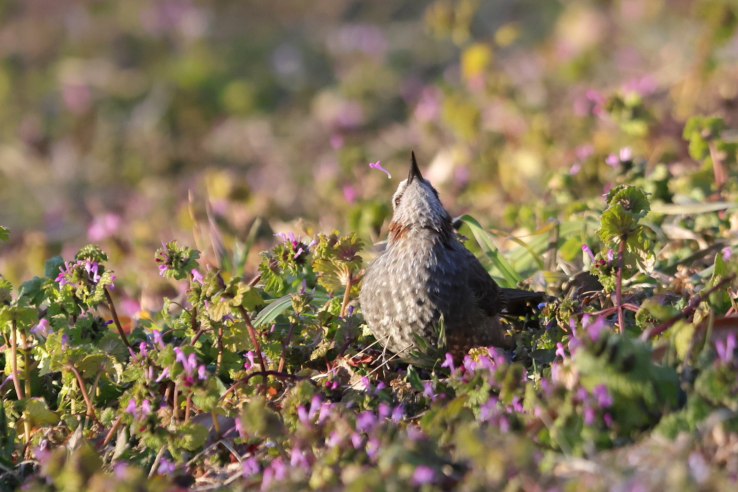ヒヨドリ ホトケノザの花を パクパク_f0369315_11052311.jpg
