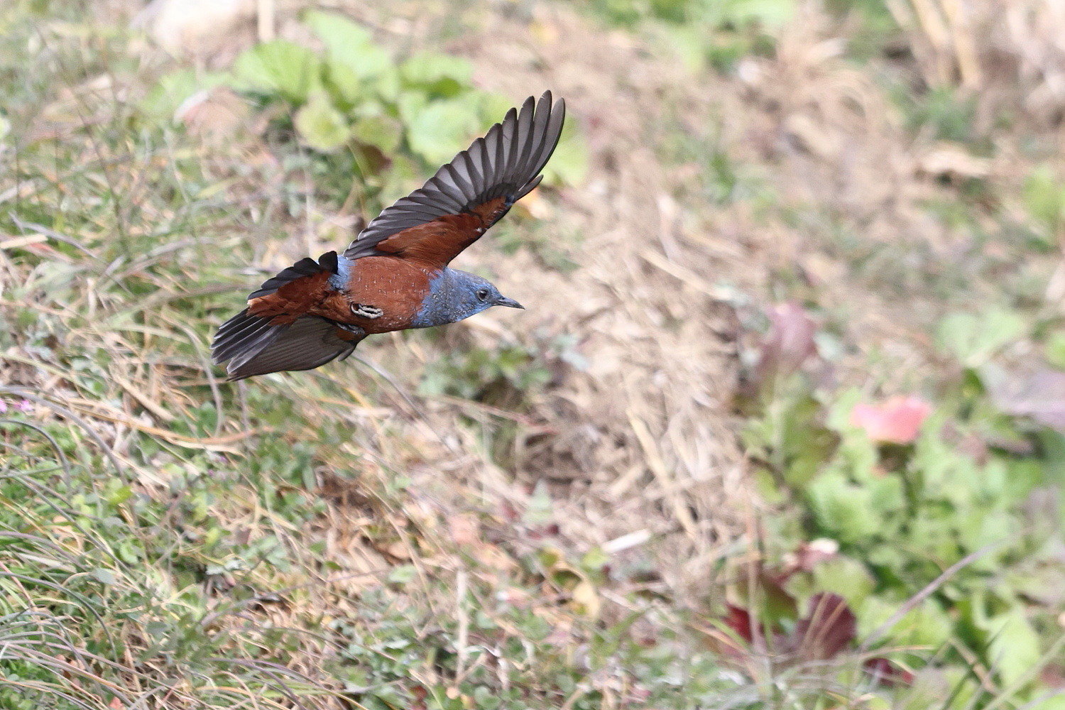 イソヒヨドリ 綺麗なレンガ色 を見せて_f0369315_20161609.jpg