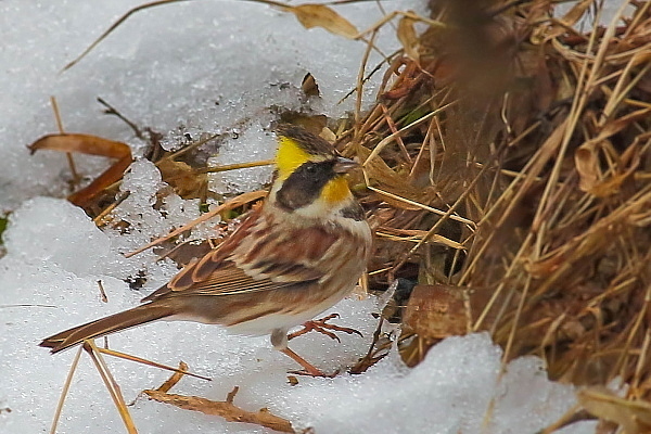 残雪の上のモヒカンヤロー_e0413627_13572224.jpg