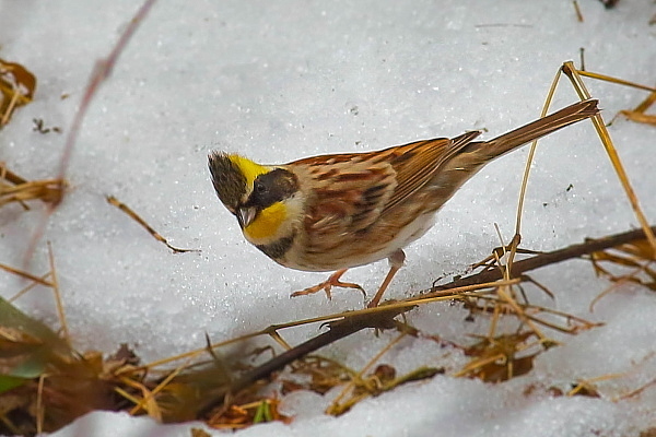 残雪の上のモヒカンヤロー_e0413627_13573588.jpg