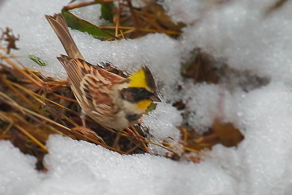 残雪の上のモヒカンヤロー_e0413627_13580238.jpg