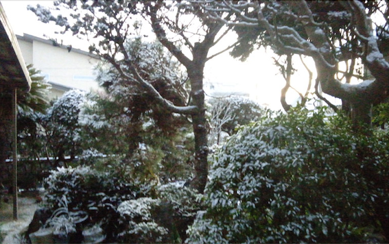 【阿南の初雪】春一番。初雪の我が家の梅にジョウビタキ。_a0386130_08362798.png