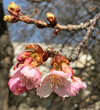 2月17日 前橋南町の市之坪公園の河津桜 ぽちっ_a0001354_21544273.gif