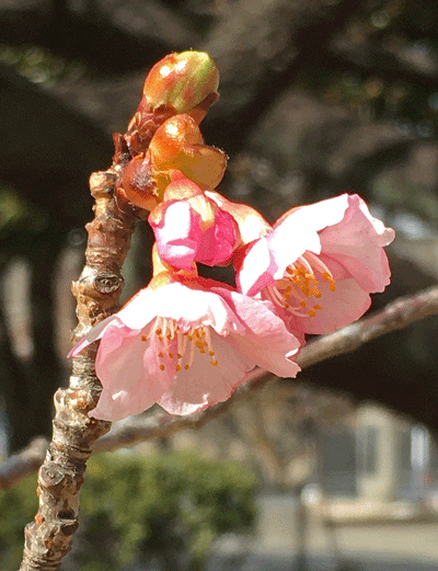2月17日 前橋南町の市之坪公園の河津桜 ぽちっ_a0001354_21545453.gif
