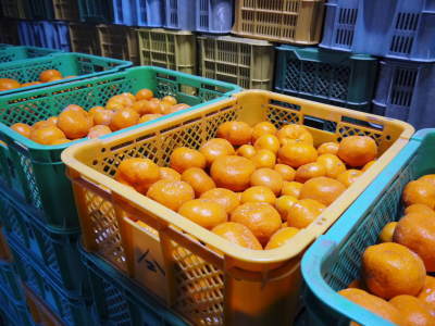 熊本産『ザ・みかん』 匠が育てた濃い味のみかん販売スタート!今期は満を持しての期間限定、数量限定販売_a0254656_18254982.jpg
