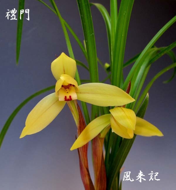 展示会情報　　　　　　　　　　No.2183_d0103457_23502515.jpg