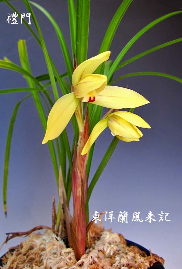展示会情報　　　　　　　　　　No.2183_d0103457_23503292.jpg