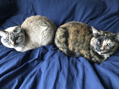 She did it!_c0153966_20533712.jpeg