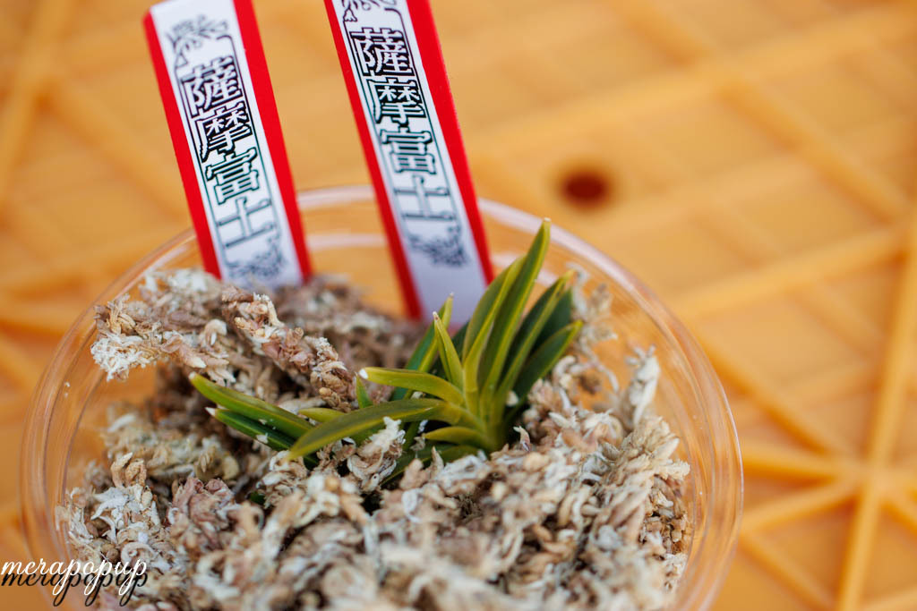 富貴蘭【薩摩富士】 : The blog of meraki