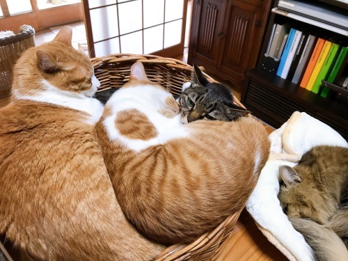 厳しい寒さがはぐくむもの_f0054677_09022820.jpg