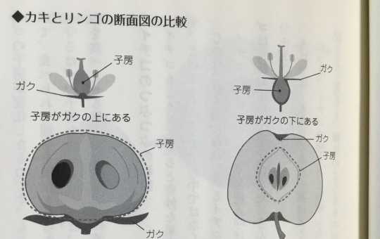 リンゴのヘタはどこにある ５７５筆まか勢