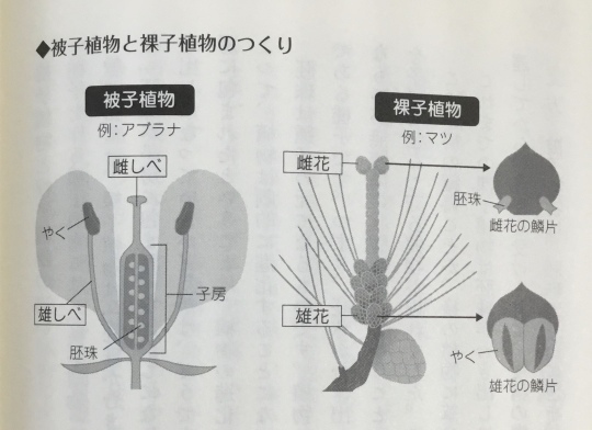 トリケラトプスの衰退と植物の進化 ５７５筆まか勢