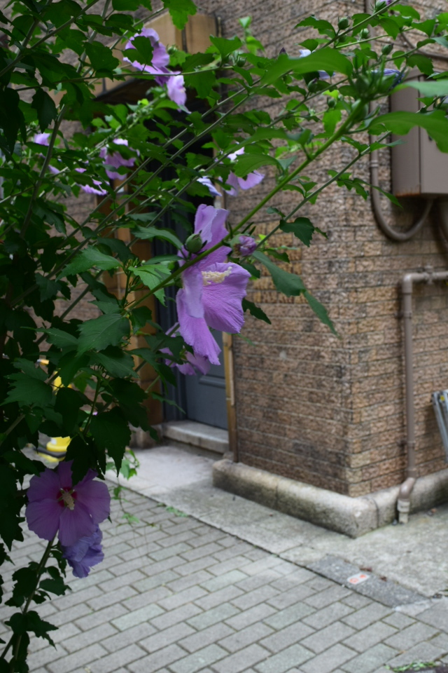 東京深川の村林ビル(建築家・関根要太郎作品研究2022)_f0142606_10313693.jpg