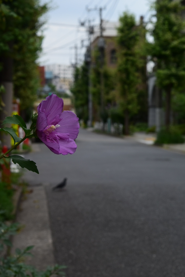 東京深川の村林ビル(建築家・関根要太郎作品研究2022)_f0142606_17234112.jpg