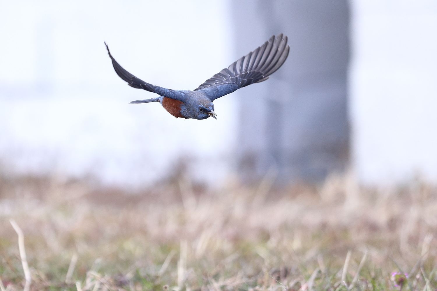 イソヒヨドリ 鳴きながら一直線に_f0369315_19585613.jpg