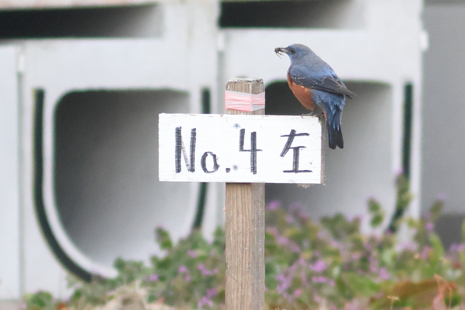 イソヒヨドリ 鳴きながら一直線に_f0369315_19585823.jpg