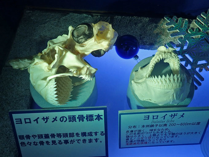 ブランドのギフト カラスザメ Wikipedia） - 深海魚（カラスザメ 標本 標本