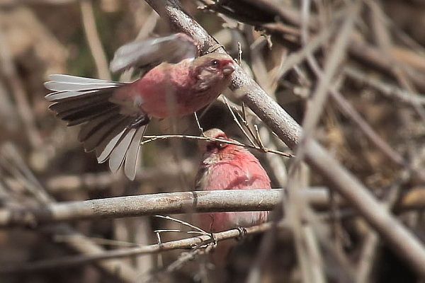 繰り返し飛来したベニマシコの群れ_e0413627_09104311.jpg