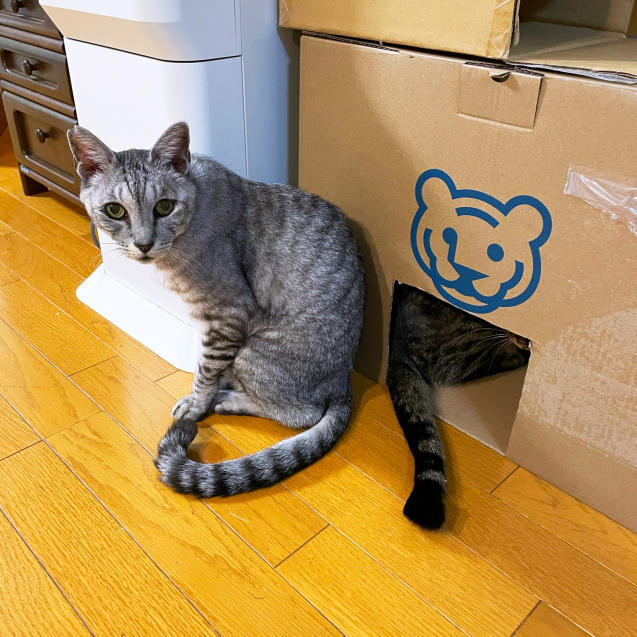 とらのマーク!_d0355333_22024204.jpg