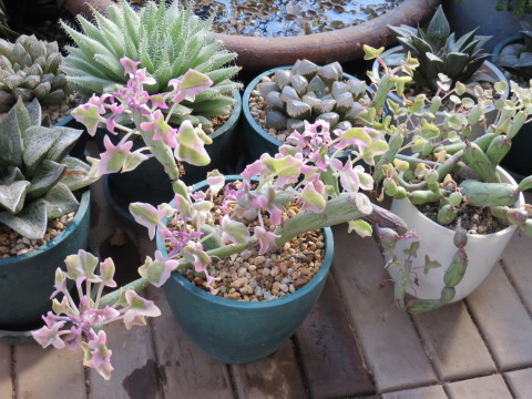 ピンク色の葉、セネシオ「七宝樹錦」 : あるまじろの庭