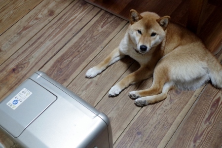 これって何かの罰ゲームですか?_f0114346_07152087.jpg