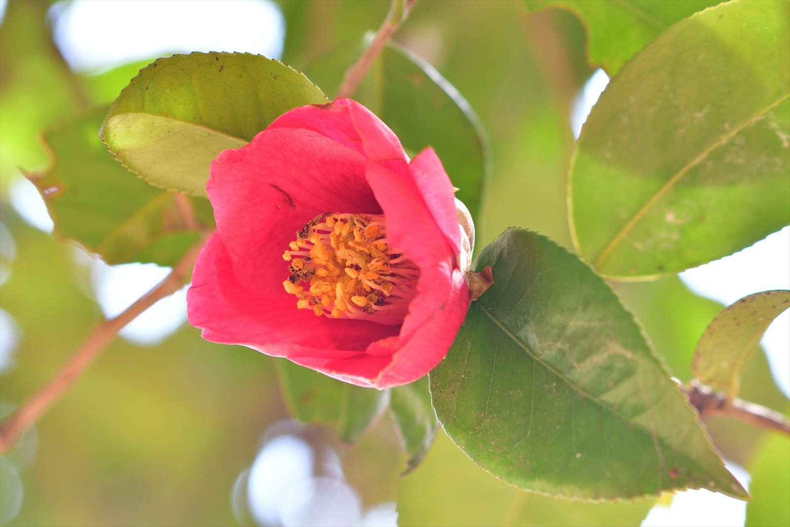 狭山丘陵の野鳥と耕心館 野の花山の花ウォッチング In 奥多摩