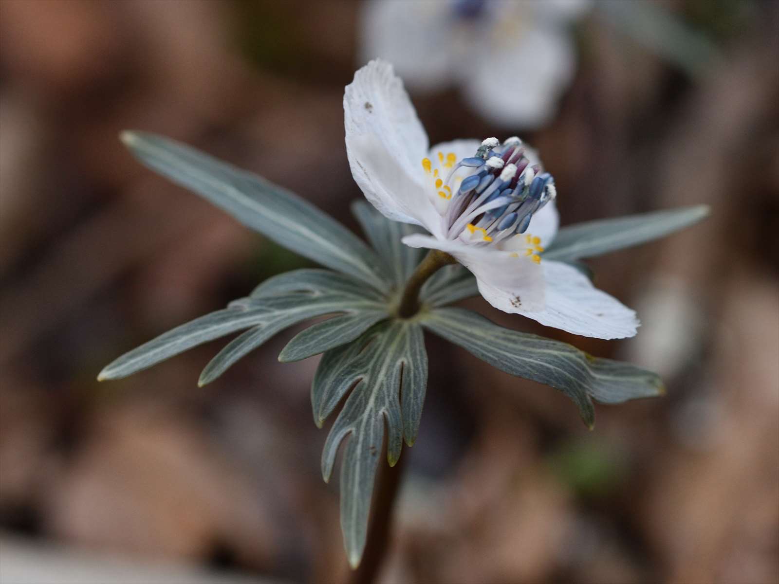 狭山丘陵の野鳥と耕心館 野の花山の花ウォッチング In 奥多摩
