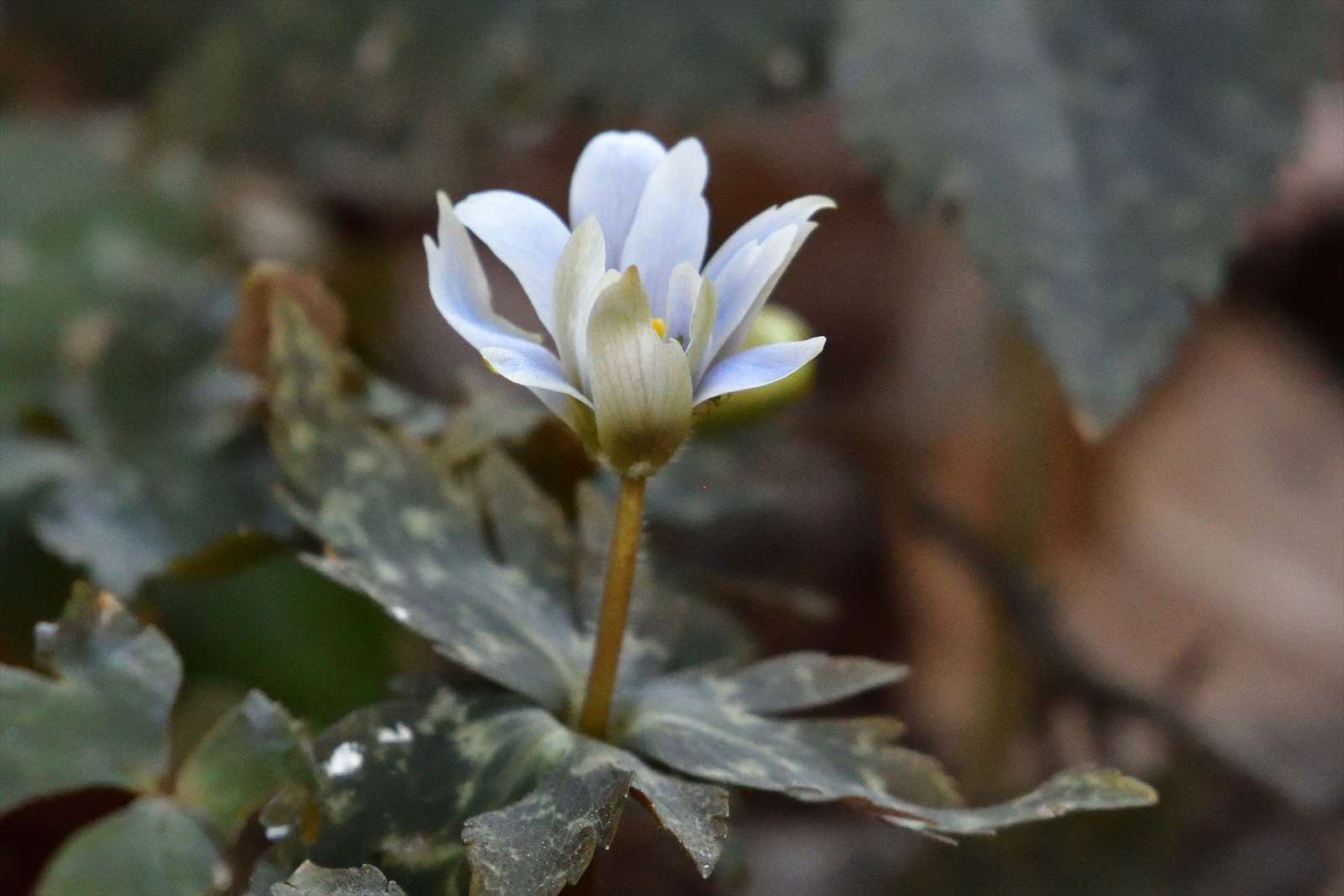 狭山丘陵の野鳥と耕心館 野の花山の花ウォッチング In 奥多摩