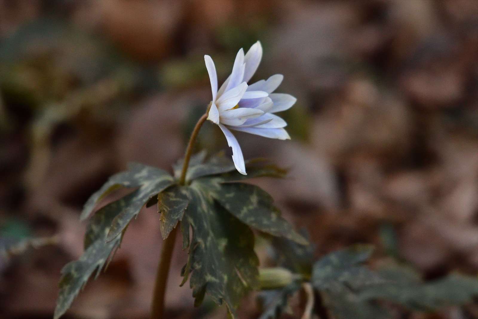 狭山丘陵の野鳥と耕心館 野の花山の花ウォッチング In 奥多摩