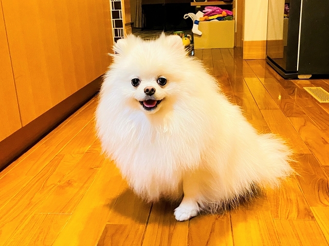 早朝からのSOS_d0360206_19313957.jpg