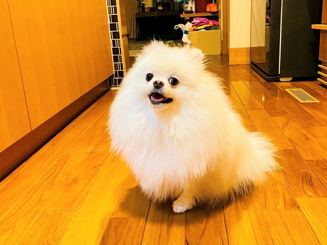 早朝からのSOS_d0360206_19313974.jpg