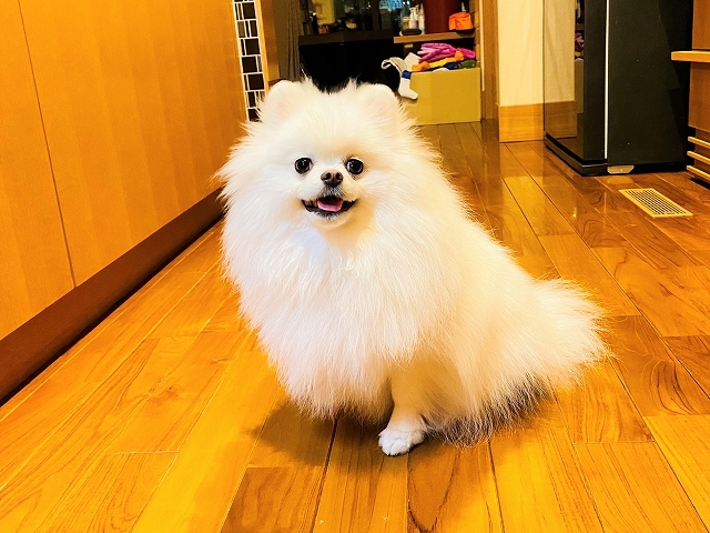 早朝からのSOS_d0360206_19314304.jpg