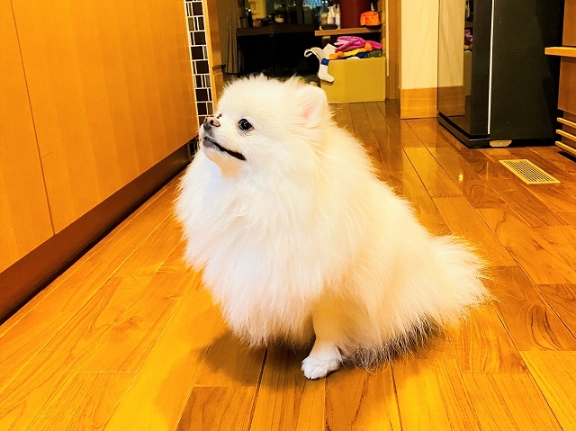 早朝からのSOS_d0360206_19314390.jpg