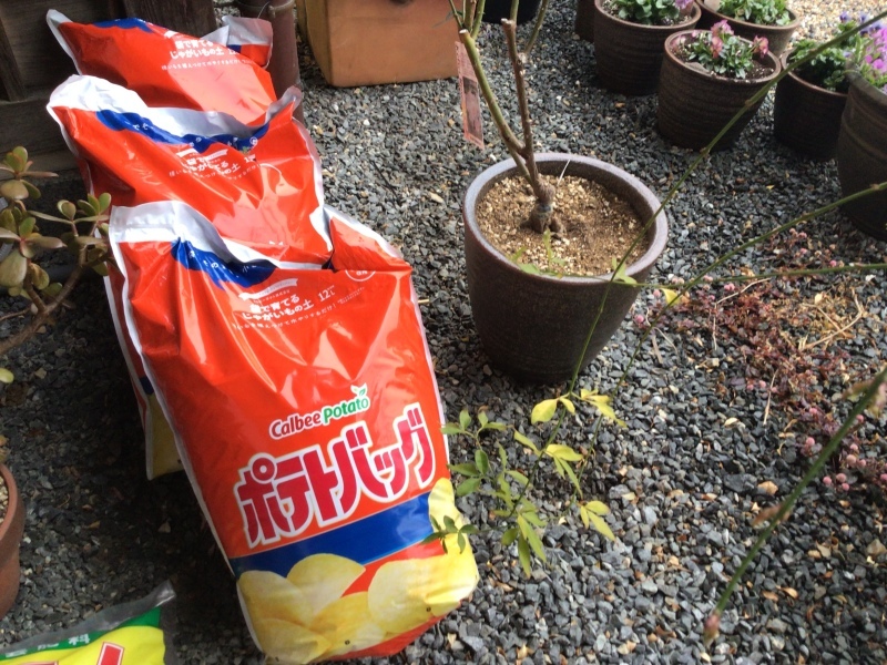 パンジービオラと次回の花苗会の出し物_c0404712_23113038.jpeg