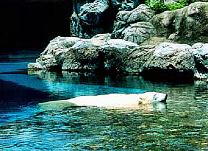 ロシア・ロストフ動物園のホッキョクグマ飼育・繁殖の歴史 ～  回想の「ユノナ (Юнона) の物語」_a0151913_14344167.png