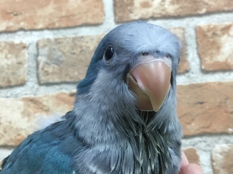 220219 インコ・鶏・うさぎ・ハムスター_f0189122_15560491.jpeg
