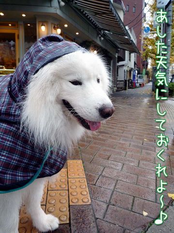 雨のち晴れ？_c0062832_14404902.jpg