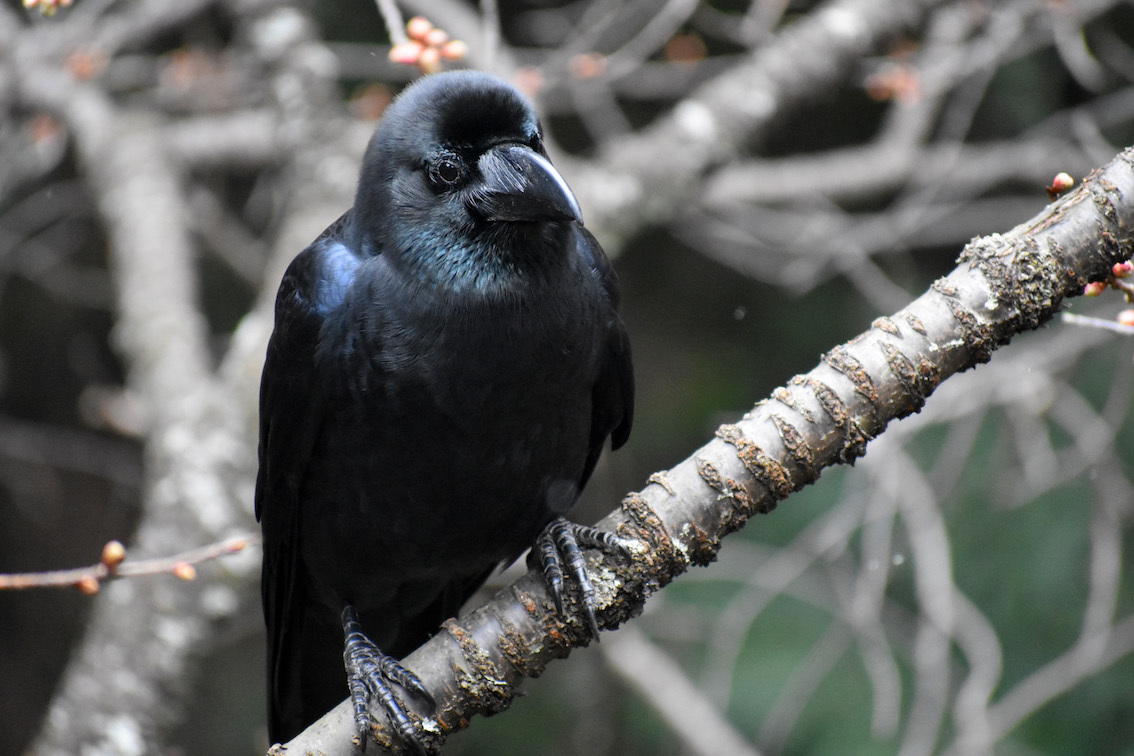 ね いい若いカラスらかい かわいいね 駄猫と本の部屋 ぶらん亭