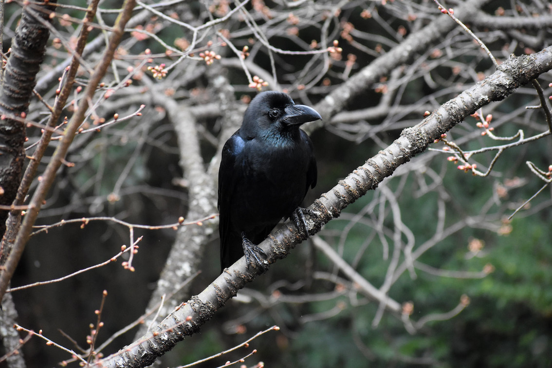 ね いい若いカラスらかい かわいいね 駄猫と本の部屋 ぶらん亭