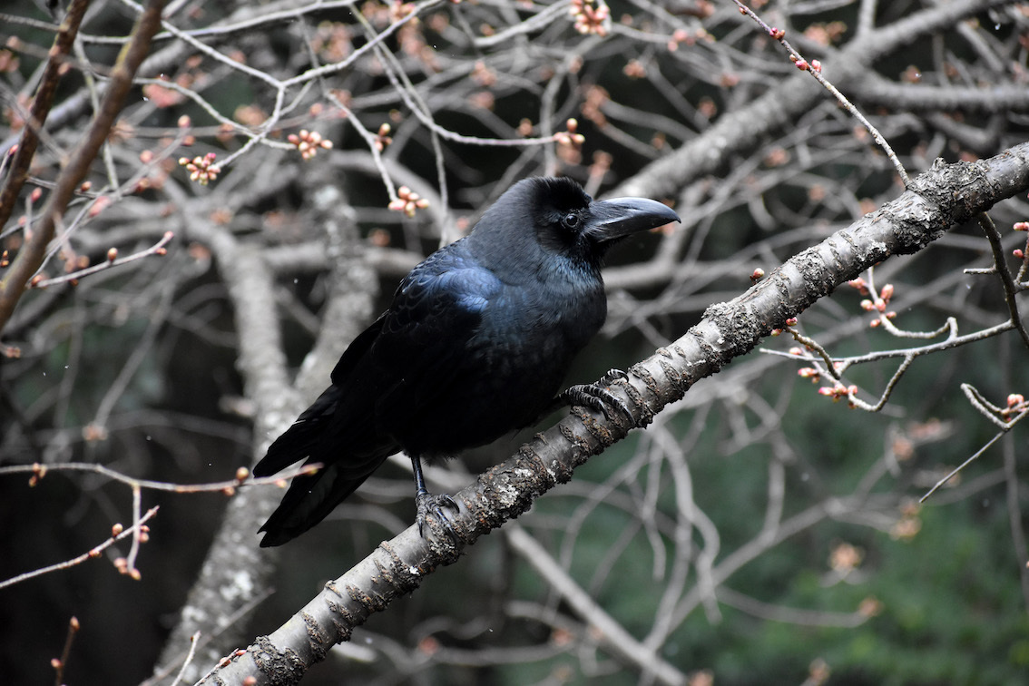 ね いい若いカラスらかい かわいいね 駄猫と本の部屋 ぶらん亭