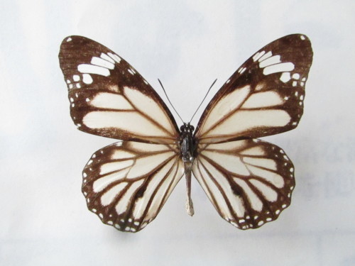 白化三頭の競演 スジグロカバマダラ 白化型 : 私の天狗蝶
