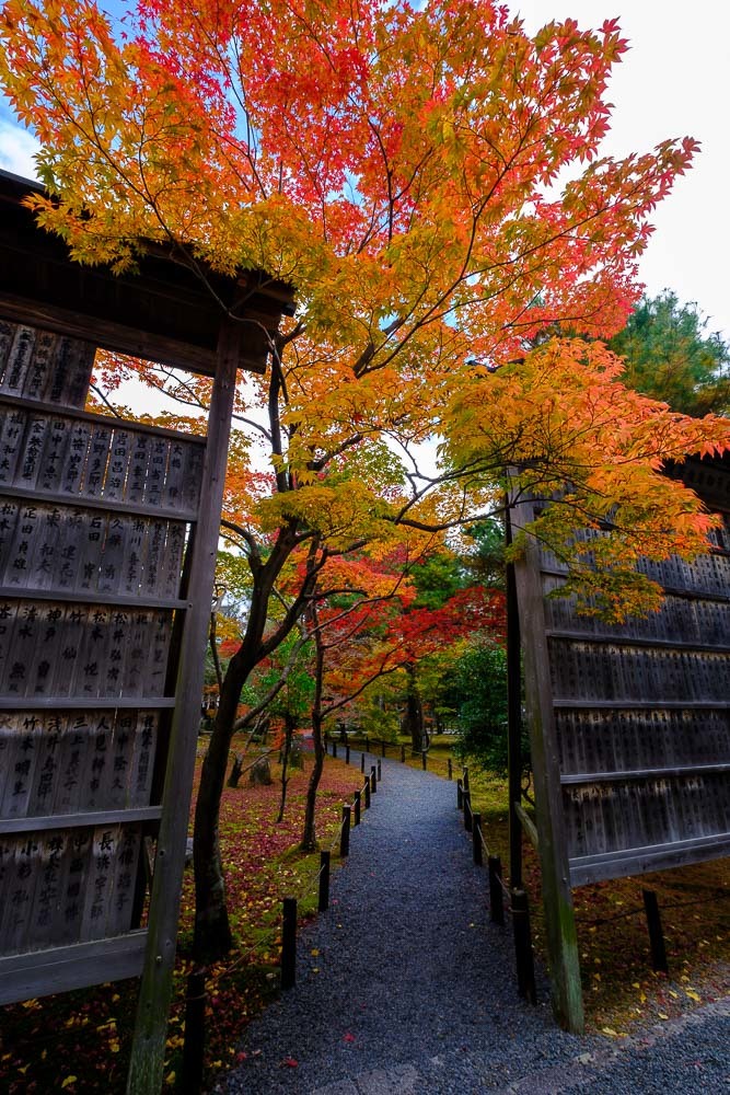 祇王寺・清涼寺・宝筐院の紅葉2021_b0325840_20491442.jpg