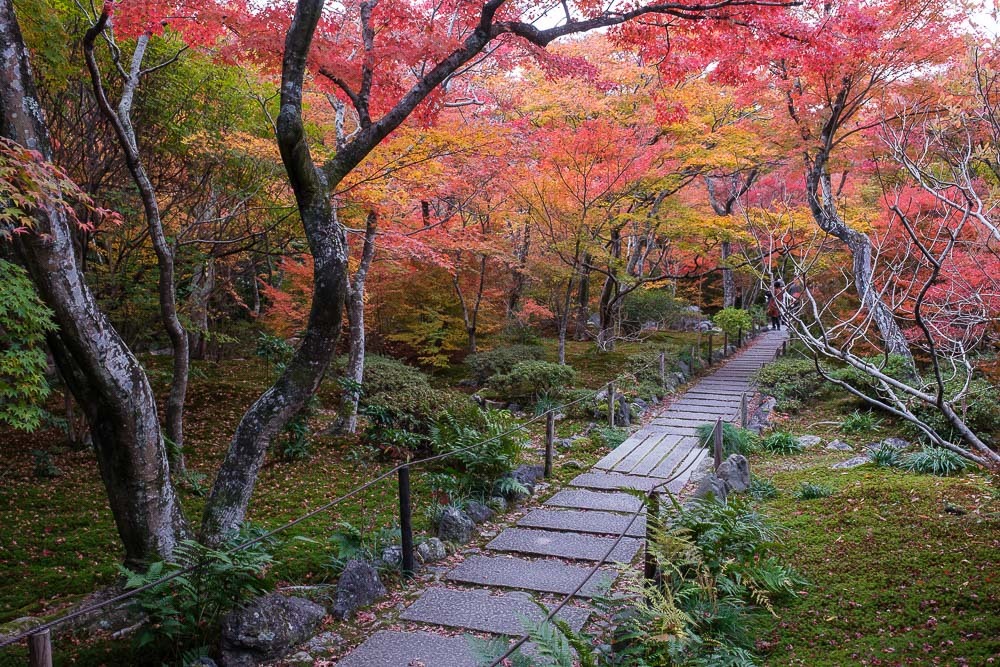 祇王寺・清涼寺・宝筐院の紅葉2021_b0325840_20494363.jpg