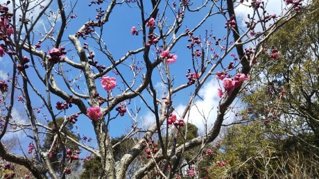 梅見会てくてく歩き 『保久良神社&岡本梅林』_c0218841_17342967.jpg