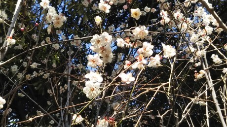 梅見会てくてく歩き 『保久良神社&岡本梅林』_c0218841_18470795.jpg