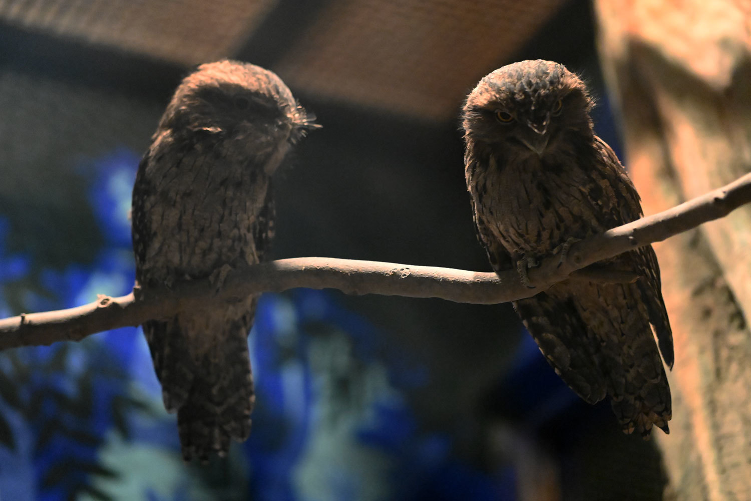 ガマグチヨタカ詣で 動物園へ行こう