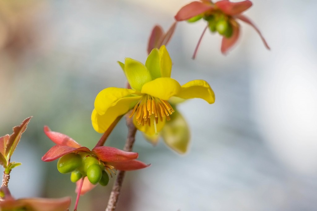 ミッキーマウスツリーの花 あだっちゃんの花鳥風月