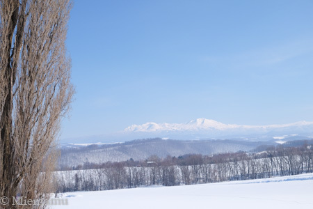 大雪連峰とケンとメリーの木～2月の美瑛_d0340565_19401775.jpg